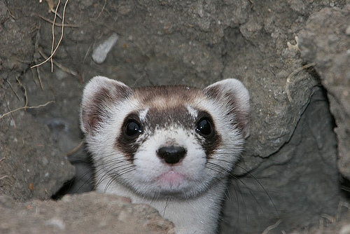 black-footed ferret closeup